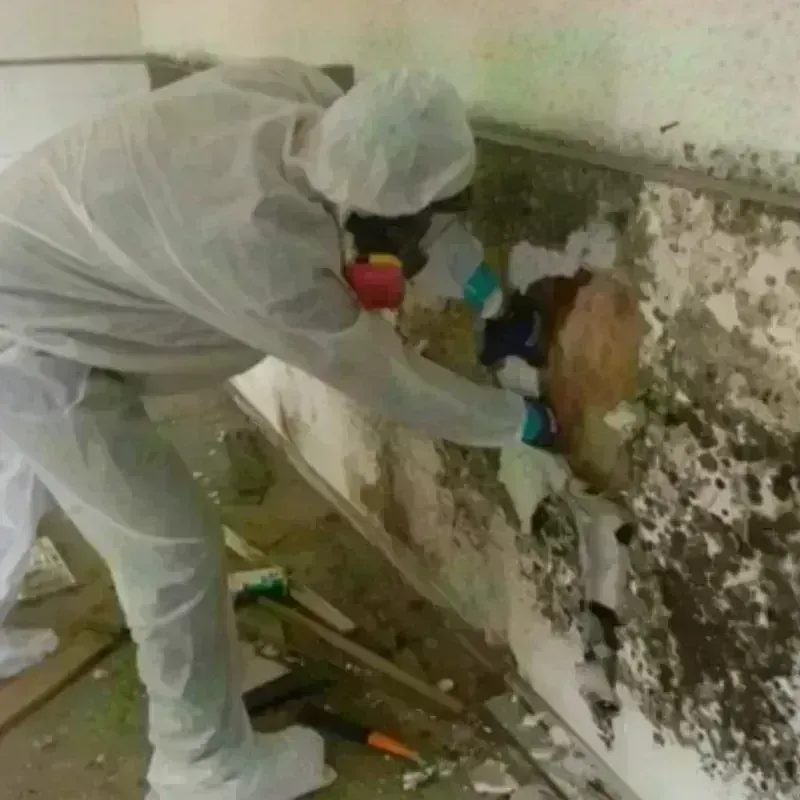 Mold Remediation and Removal in Graham, TX